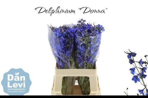 Delphinium Belladonna Grp enkelbloemig Donna