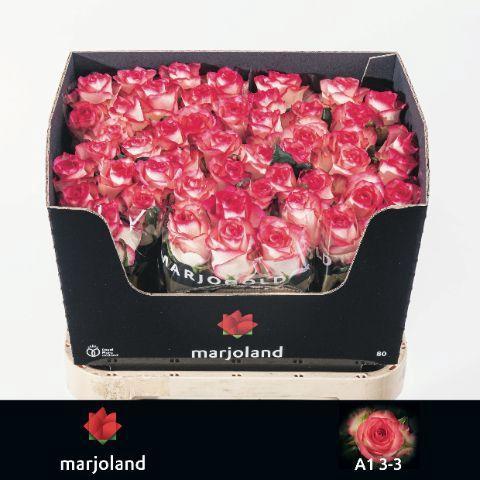 Rosa grootbloemig Jumilia