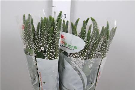 Lysimachia Moonlight