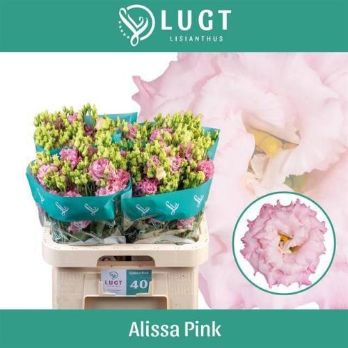 Eustoma russellianum gevuldbloemig 'Alissa Pink'