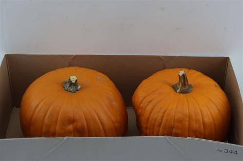Cucurbita pepo
