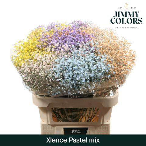 Gypsophila overig kleurbehandeld H%