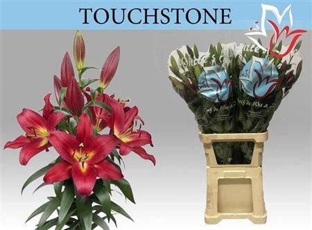Lilium (OT-hybrids Grp) 'Touchstone'