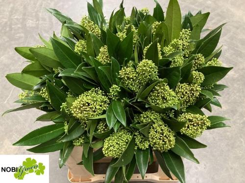 Skimmia per bos confusa 'Kew Green'