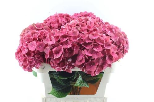 Hydrangea macrophylla My Terracotta
