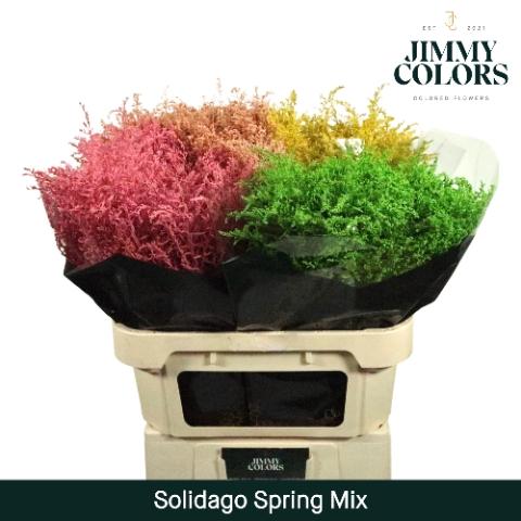 Solidago kleurbehandeld H%