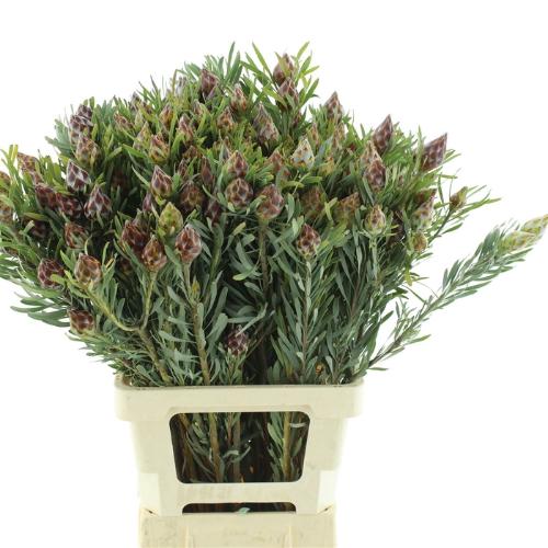 Leucadendron overig