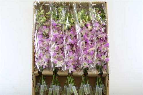 Dendrobium overig