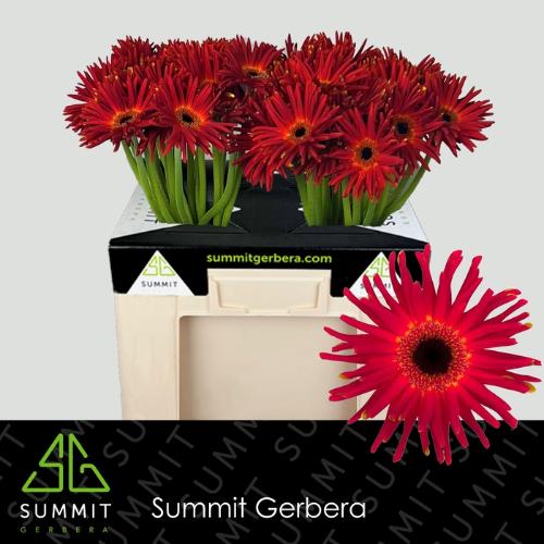 Gerbera mini krulvormig Pastini Soiree