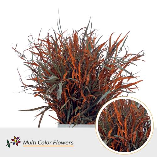 Decoratiegroen kleurbehandeld per bos H%