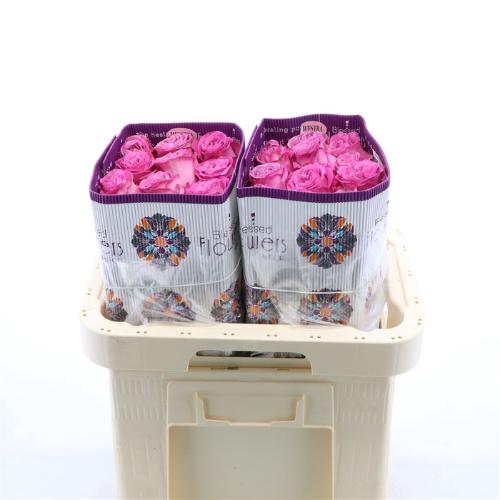 Rosa grootbloemig Queens Crown