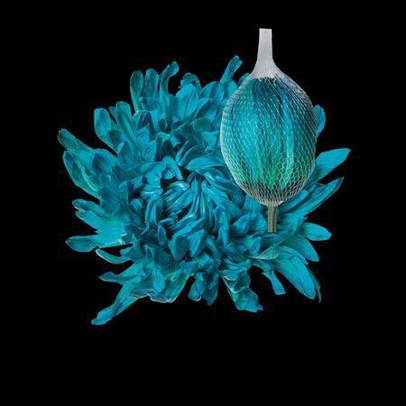 Chrysanthemum (Indicum Grp) geplozen Antonov kleurbehandeld H%