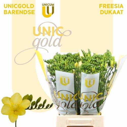 Freesia enkelbloemig 'Dukaat'