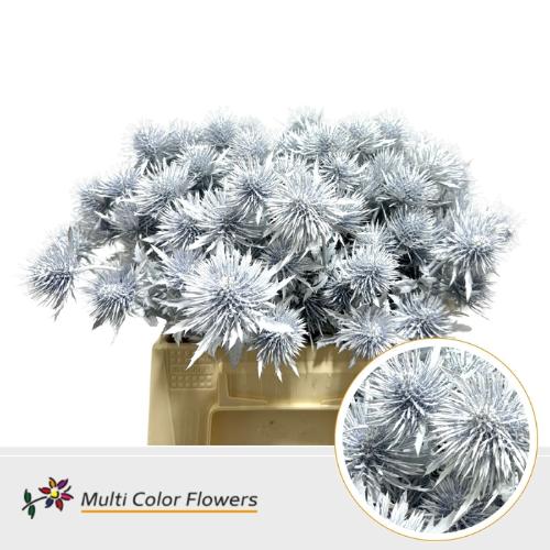 Eryngium alpinum kleurbehandeld H%