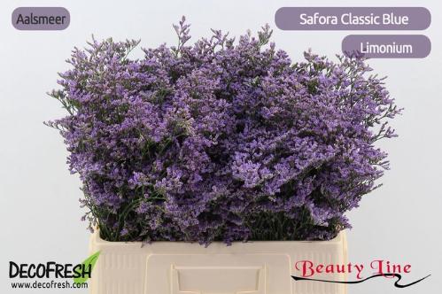 Limonium Safora Classic Blue