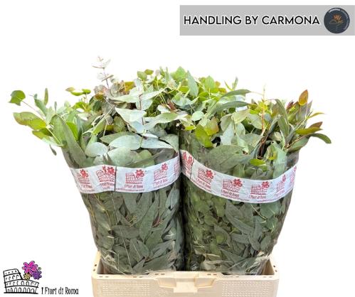 Eucalyptus per bos gemengd