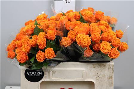 Rosa tros Coral Bubbles
