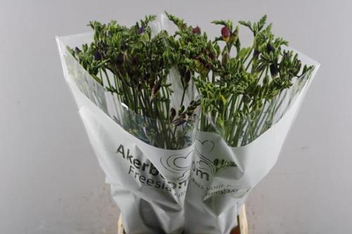 Freesia enkelbloemig gemengd