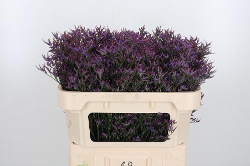 Limonium Safora Dark Blue