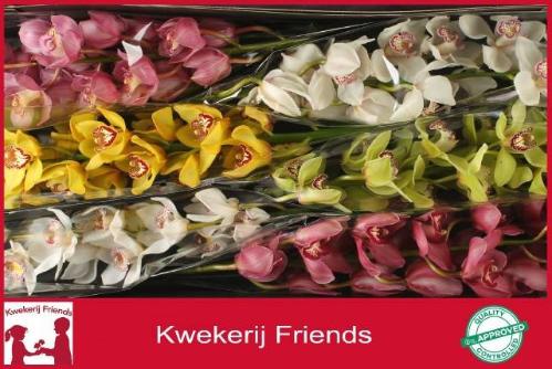 Cymbidium grootbloemig per tak gemengd