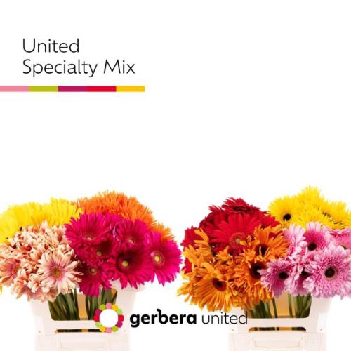 Gerbera grootbloemig overig