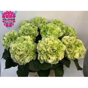 Hydrangea macrophylla 'Schneeball' (classic)