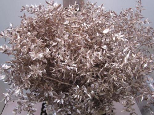 Ruscus kleurbehandeld H%