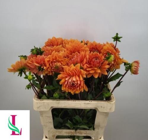 Dahlia (Decorative Grp) 'Renato Tosio'