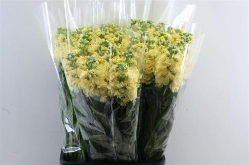 Matthiola incana overig