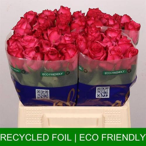 Rosa grootbloemig Lola