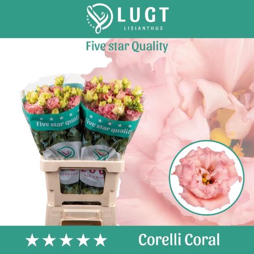 Eustoma russellianum gevuldbloemig 'Corelli Coral'
