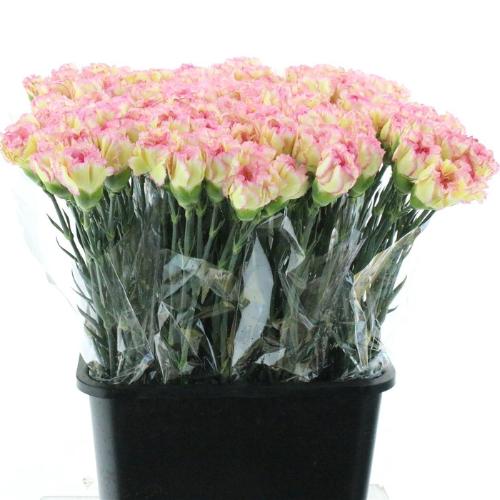 Dianthus standaard 'Poirot Giallo'