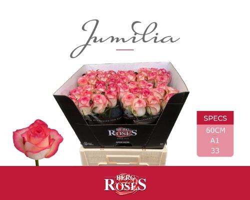 Rosa grootbloemig Jumilia