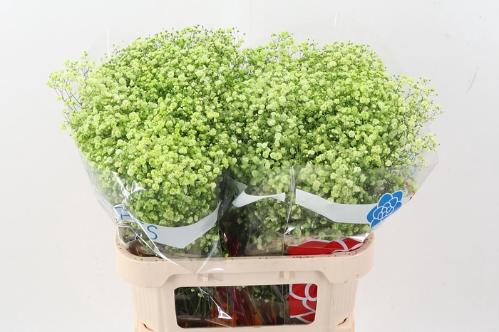 Gypsophila overig kleurbehandeld H%