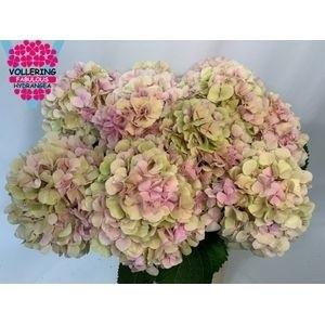 Hydrangea macrophylla 'Verena' (classic)