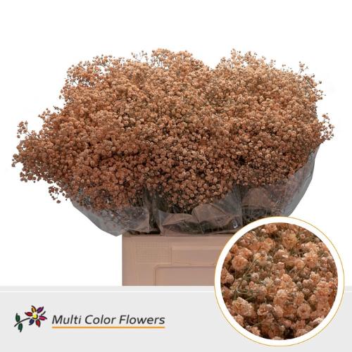 Gypsophila overig kleurbehandeld H%