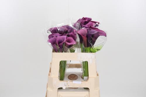 Zantedeschia 'Durban'