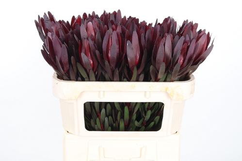 Leucadendron 'Safari Sunset'