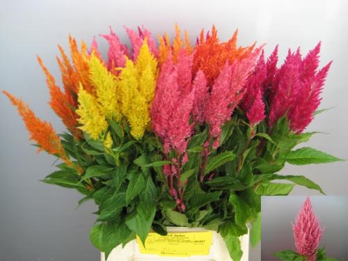 Celosia Plumosa Grp overig