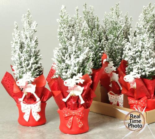 Chamaecyparis lawsoniana 'Ellwoodii'