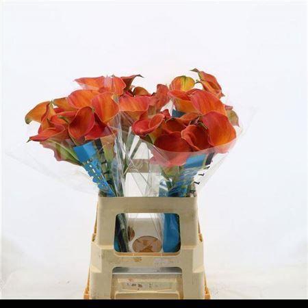 Zantedeschia 'Sunset Passion'