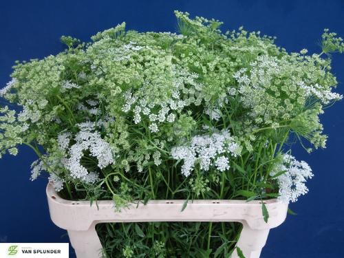 Ammi majus