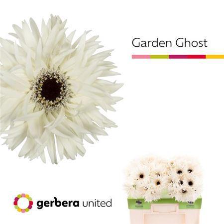 Gerbera grootbloemig Garden Ghost