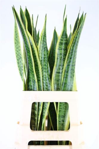Sansevieria trifasciata 'Laurentii'