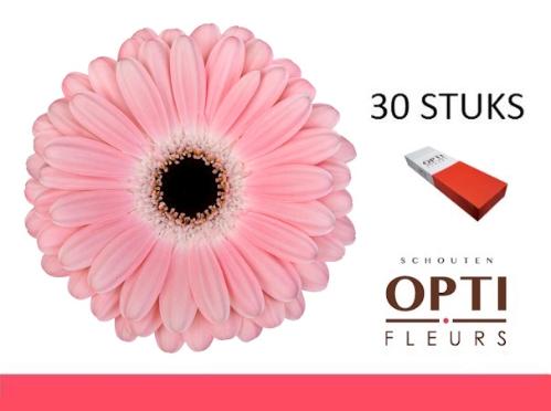 Gerbera grootbloemig Dulcie