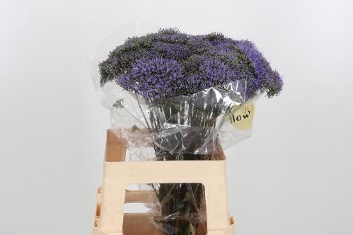 Trachelium caeruleum Blue Shine