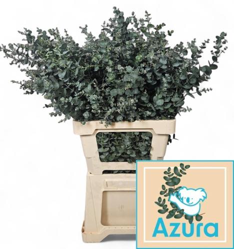 Eucalyptus gunnii Azura