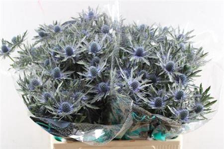 Eryngium Orion Questar