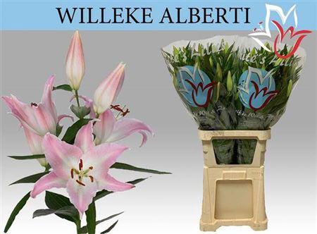 Lilium Oriental Grp 'Willeke Alberti'