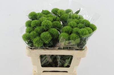 Dianthus barbatus Kiwi Mellow